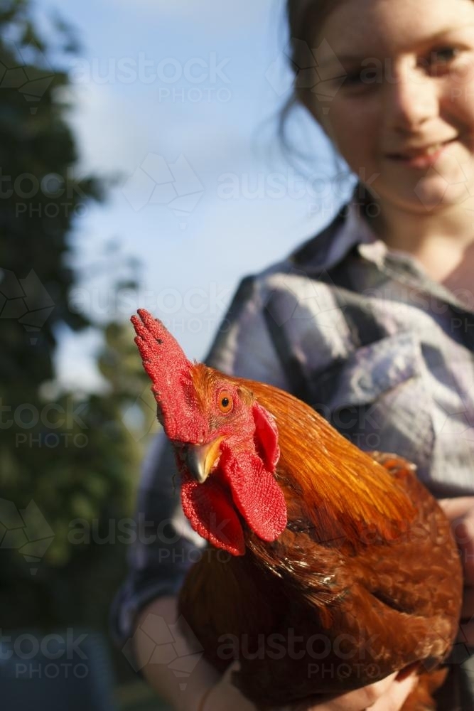 Rooster held by young girl - Australian Stock Image