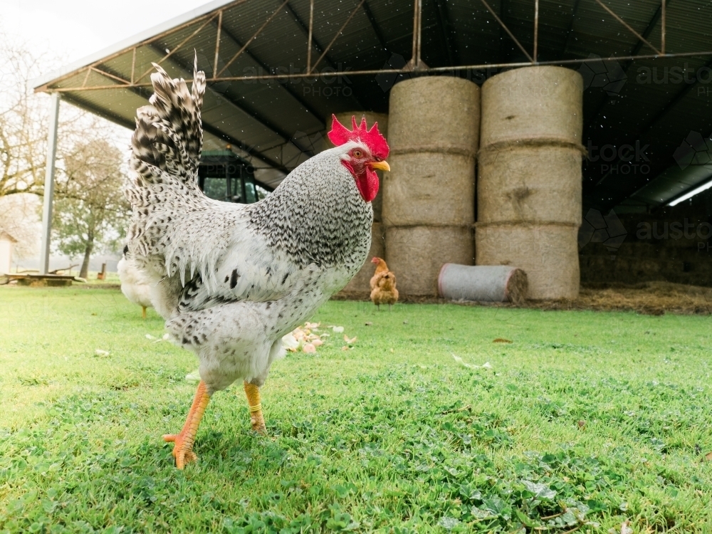 Rooster on Grass in Front of Large Farm Shed - Australian Stock Image