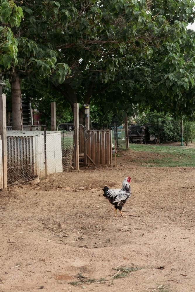 Rooster wandering free on a farm - Australian Stock Image