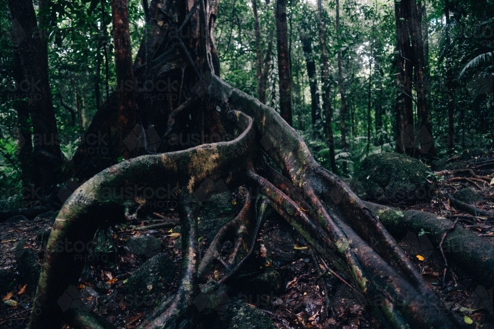 Roots of old tree in Mossman Gorge - Australian Stock Image