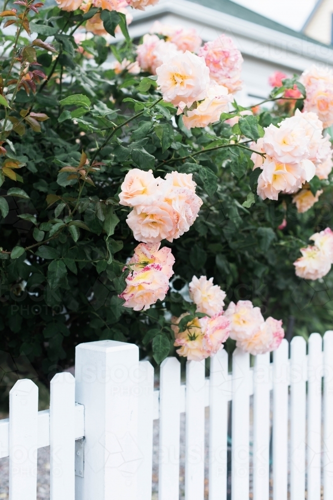 Rose bush in bloom and white picket fence - Australian Stock Image