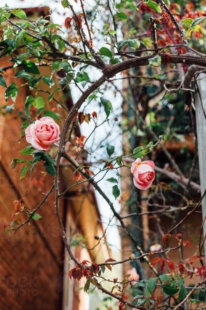 Rose bush in front of brick home - Australian Stock Image