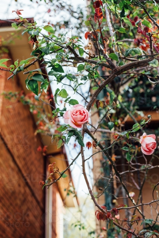 Rose bush in front of brick home - Australian Stock Image