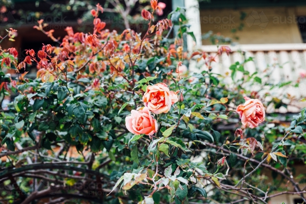 Rose bush in front of home - Australian Stock Image