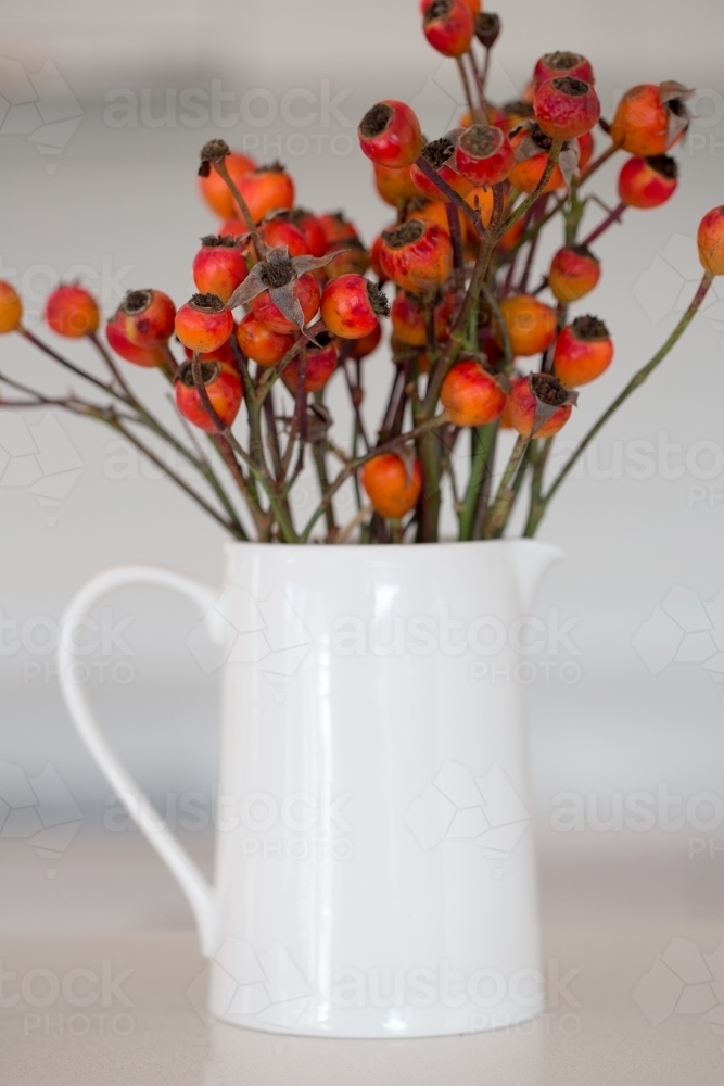 Rose hips in a white vase - Australian Stock Image