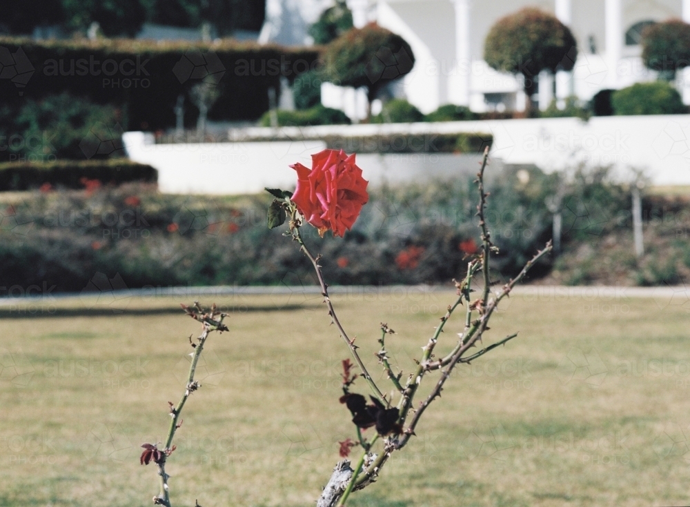 Rose in Bloom and Thorns with Blurred Background - Australian Stock Image