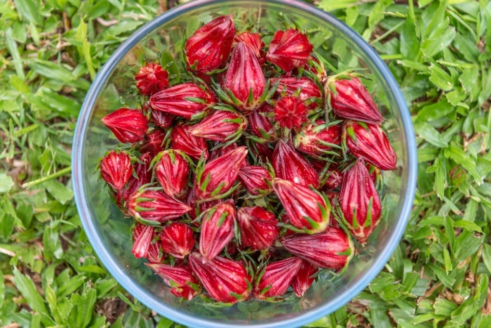 Rosella fruit - Australian Stock Image