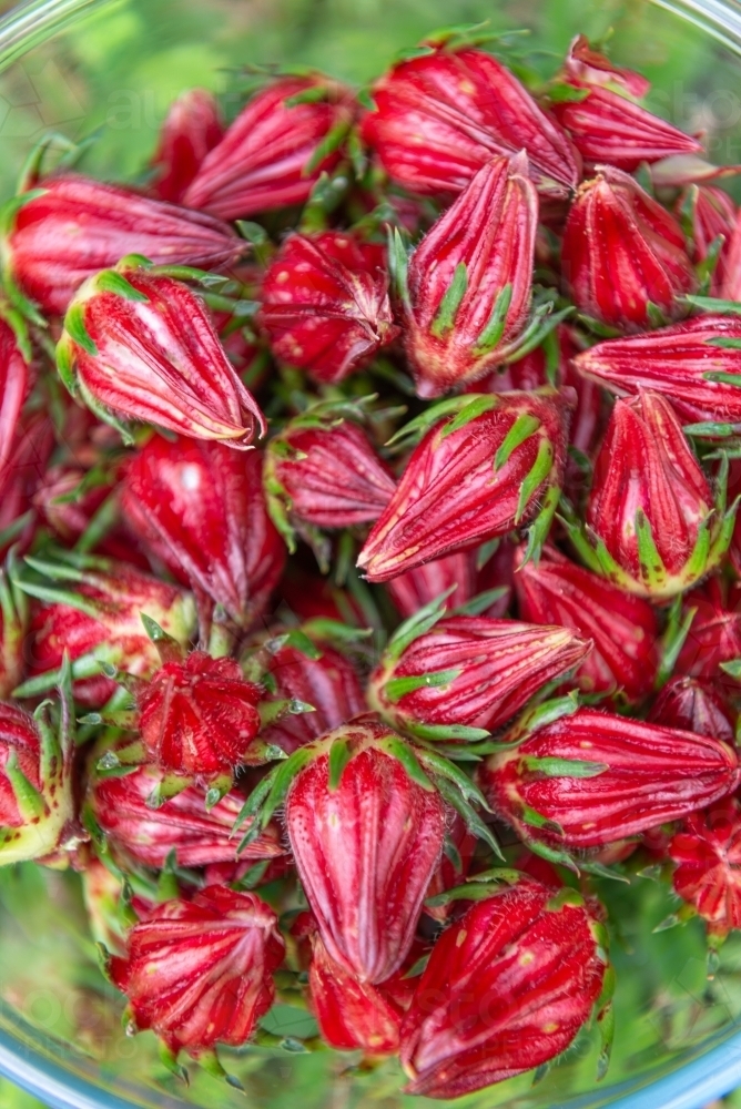 Image of Rosella fruit Austockphoto