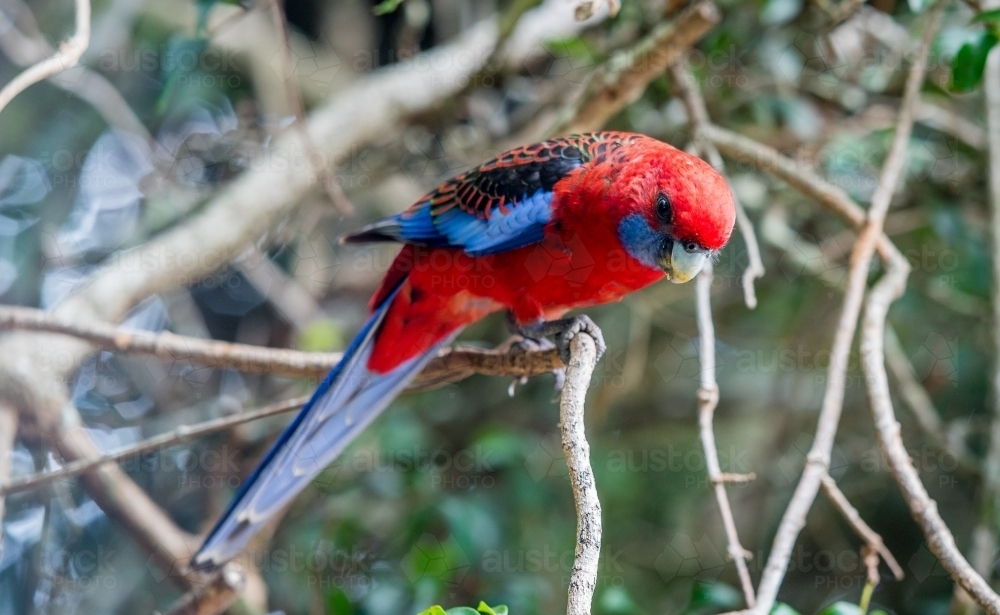 Rosella parrot in native bush tree - Australian Stock Image