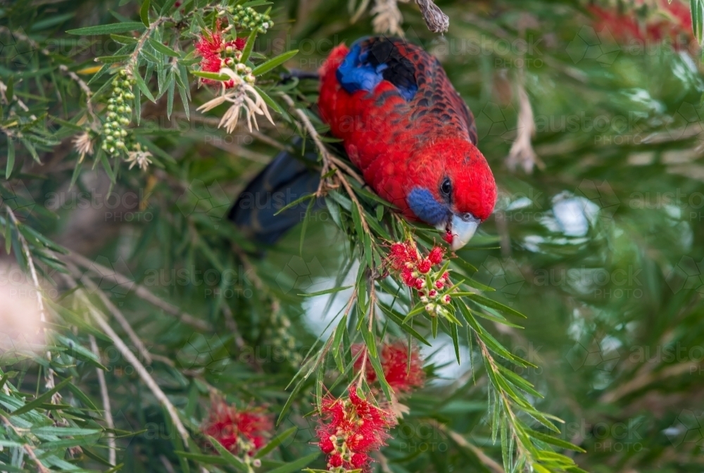 Rosella parrot in native bush tree - Australian Stock Image