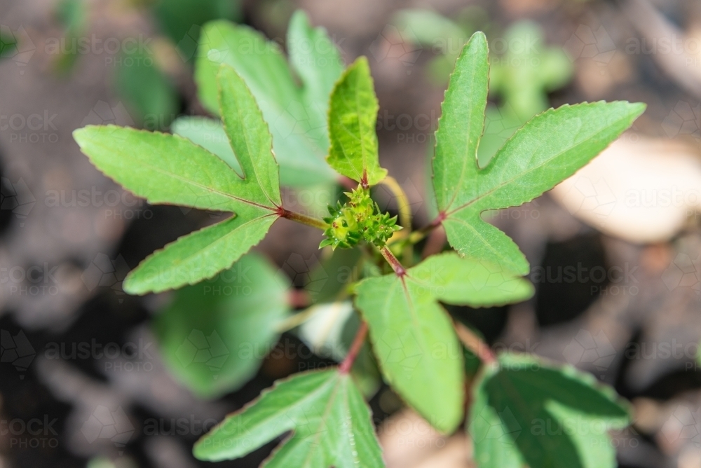 Rosella plant - Australian Stock Image
