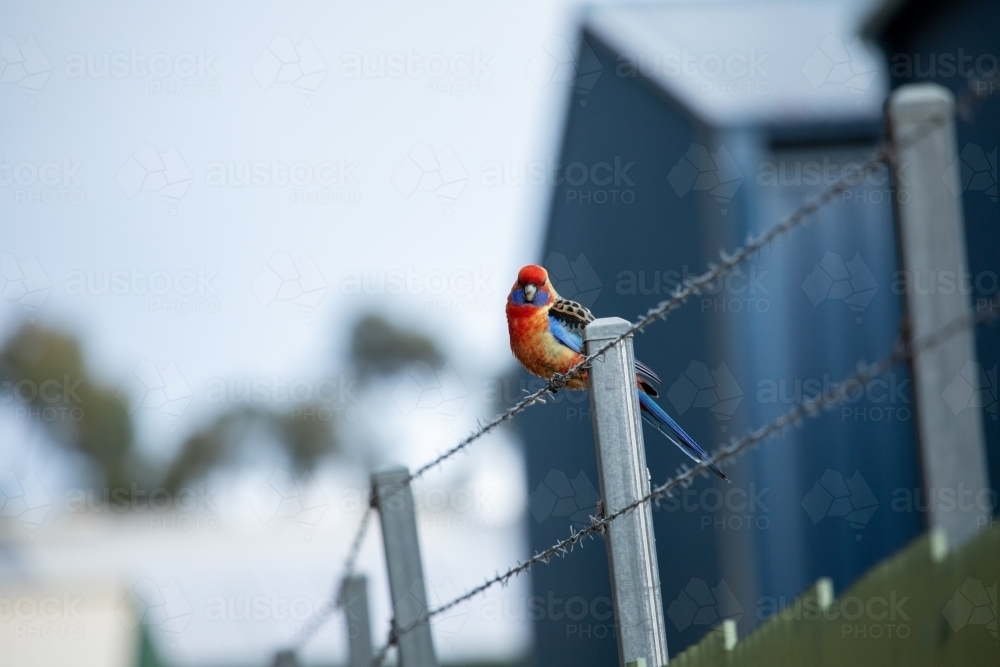 rosella sitting on wire in urban area - Australian Stock Image
