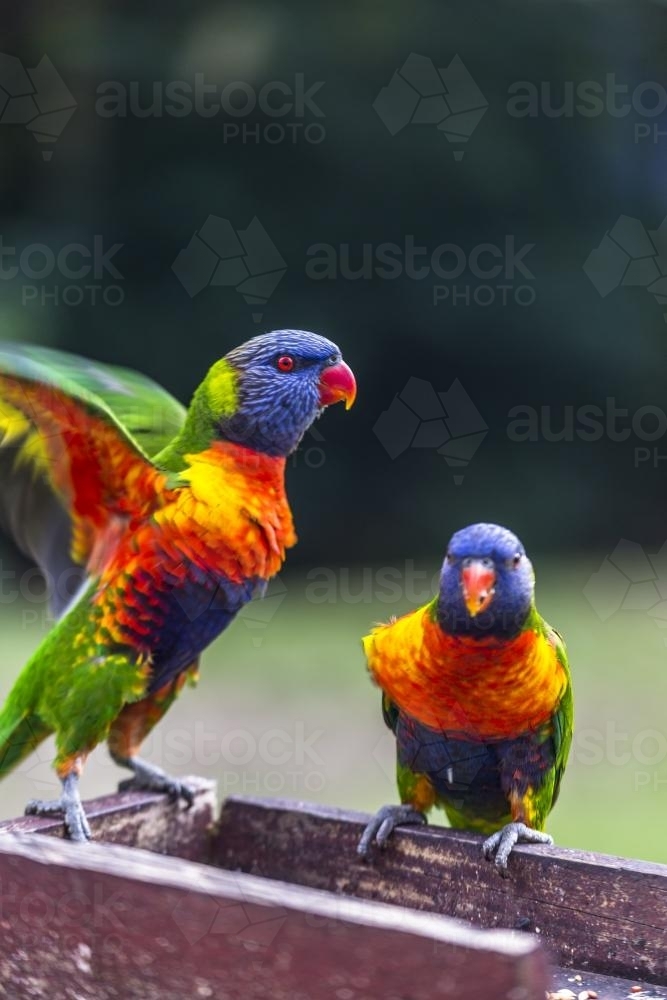 Rosellas Feeding on Seeds - Australian Stock Image