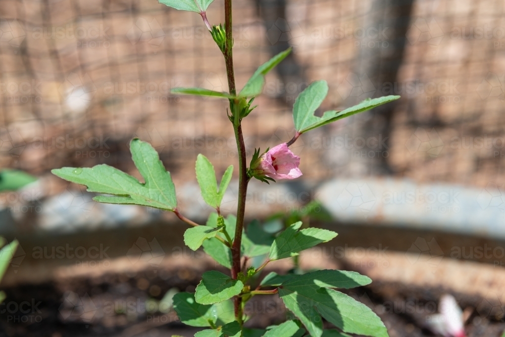 Roselle flower - Australian Stock Image