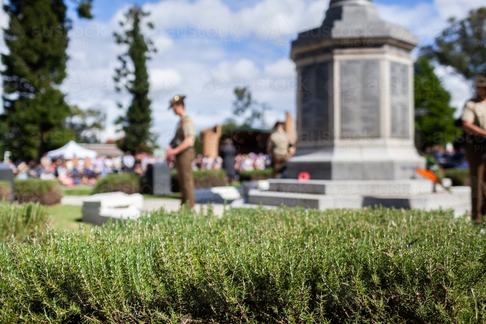 Rosemary bush with out of focus cenotaph and soldier on ANZAC Day - Australian Stock Image