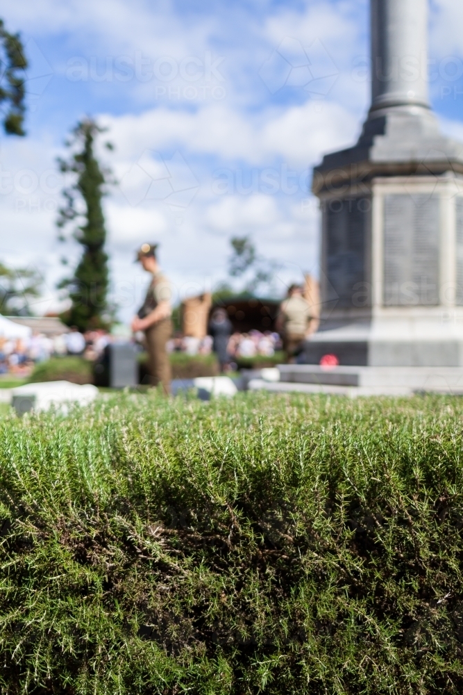 Rosemary bush with out of focus cenotaph and soldier on ANZAC Day - Australian Stock Image