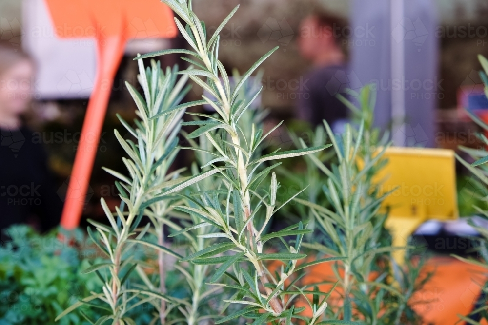 Rosemary for sale at a market - Australian Stock Image