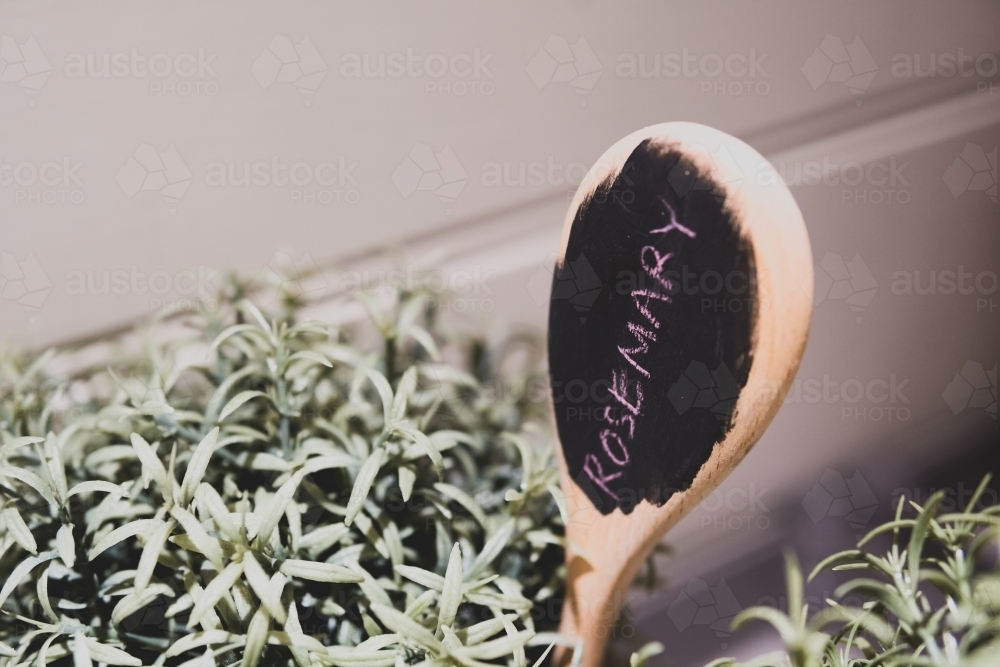 Rosemary plant with name written on a cooking spoon. - Australian Stock Image