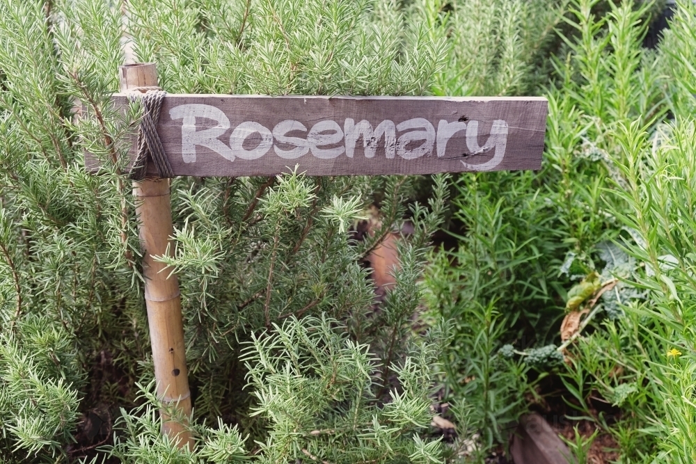 Rosemary plants and herb label - Australian Stock Image
