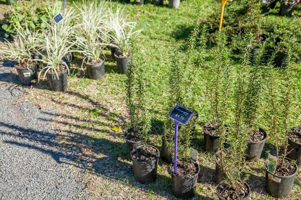 Rosemary plants and others for sale at a market - Australian Stock Image