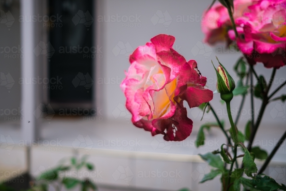 Roses at Home Entrance - Australian Stock Image