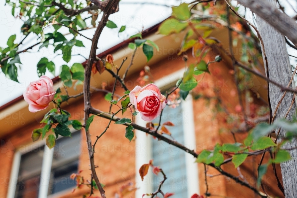 Roses in front of red brick home - Australian Stock Image