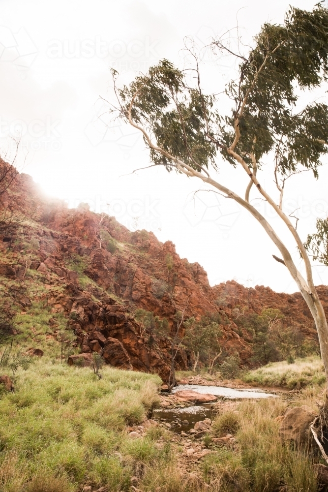 Ross River with green field and gum trees - Australian Stock Image