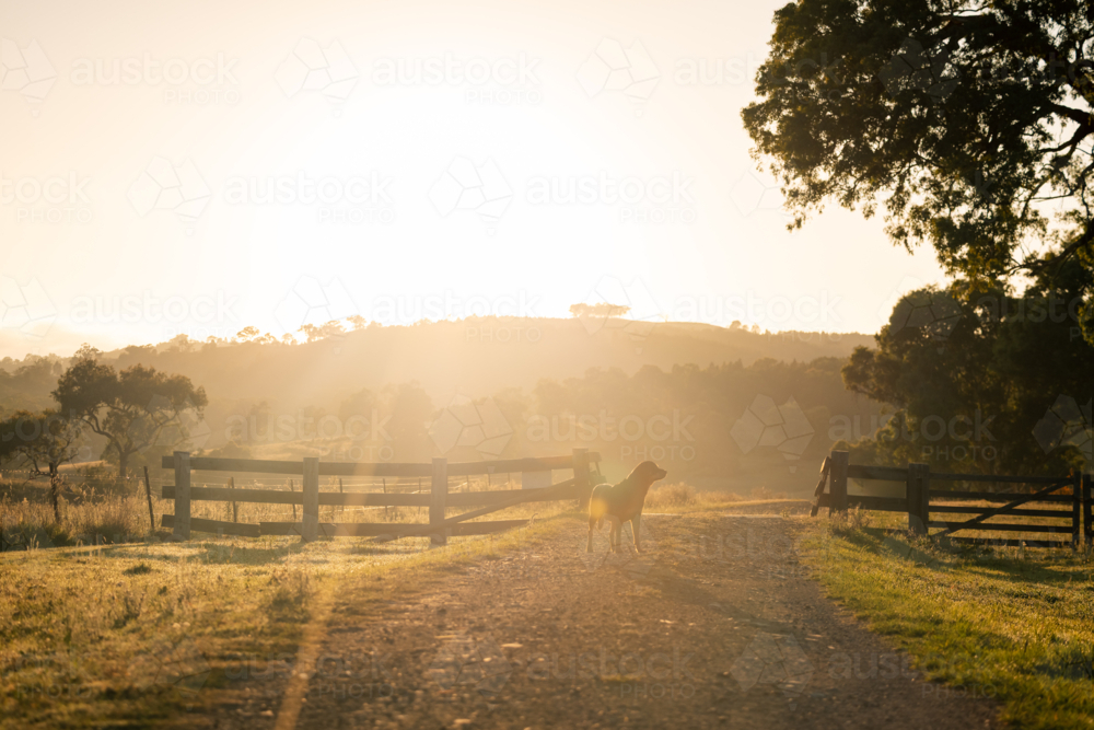 Rottweiler dog farm standing on driveway in golden afternoon light - Australian Stock Image
