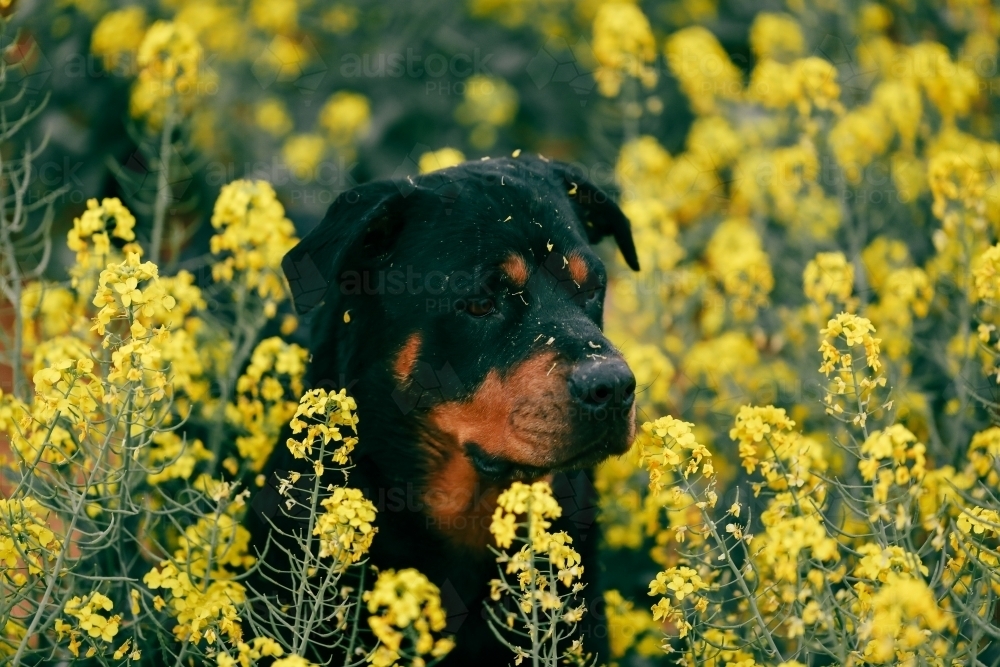 Rottweiler dog hidden in vibrant yellow canola field in full bloom - Australian Stock Image