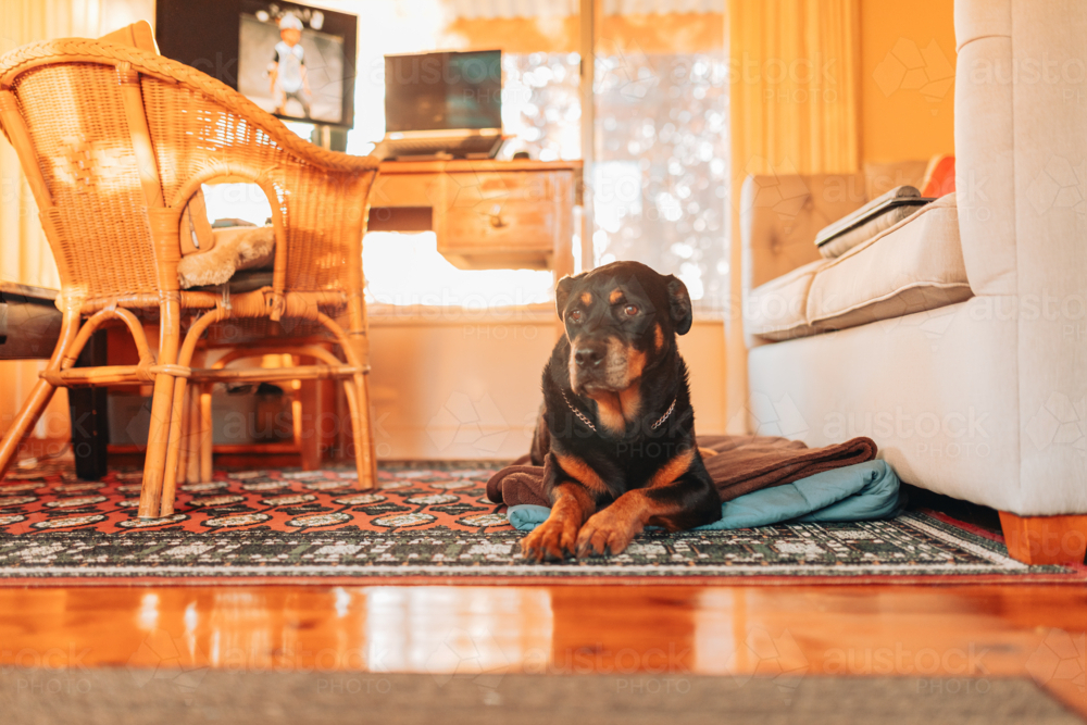 Rottweiler dog lying on floor of well-lit home office with warm morning sunlight - Australian Stock Image