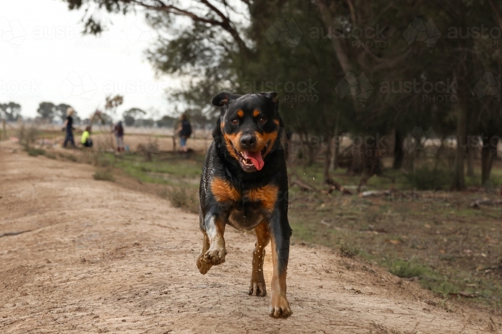 Image of Rottweiler dog running along channel bank on farm with ...