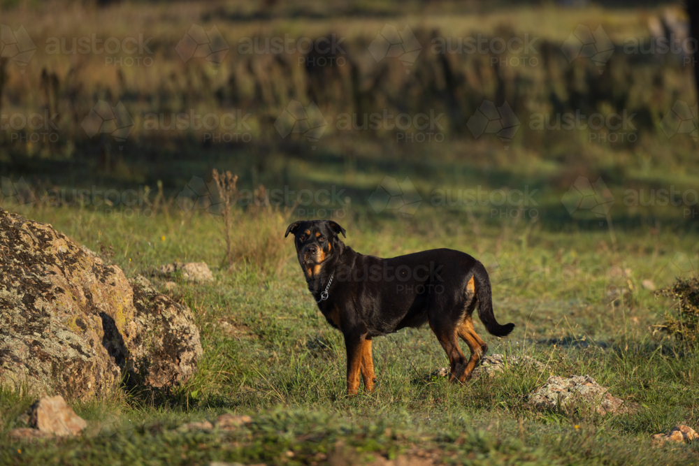 Rottweiler dog standing alert in rural farm setting - Australian Stock Image