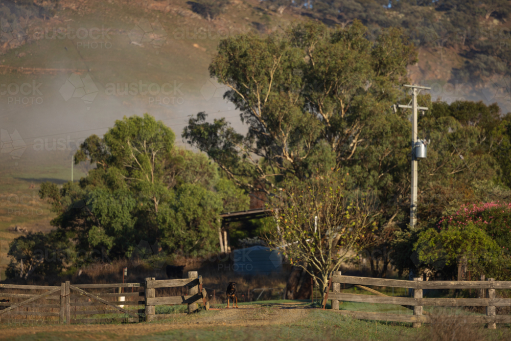 Rottweiler dog standing at farm gate entrance in rural Australia - Australian Stock Image