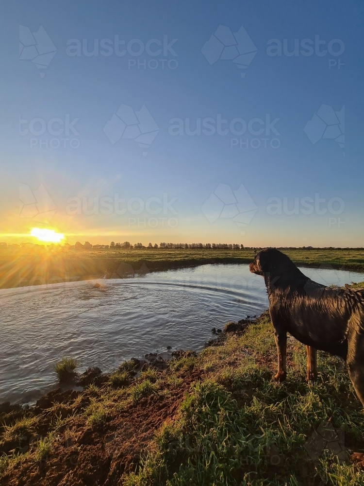 Image of Rottweiler dog standing beside dam on farm as the sun sets ...