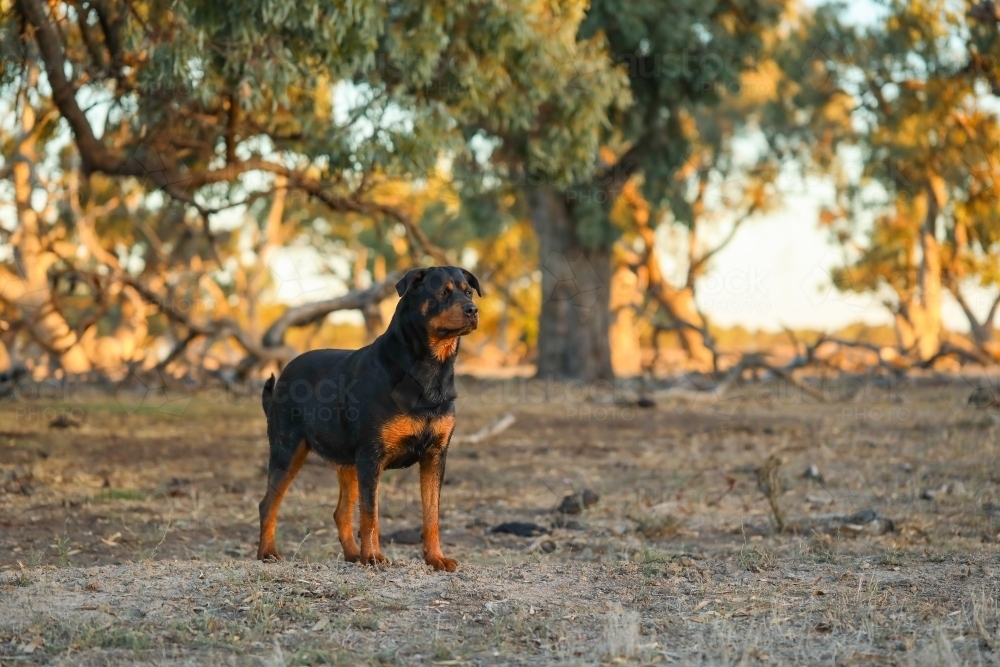 Rottweiler dog standing in bush setting with copy space - Australian Stock Image