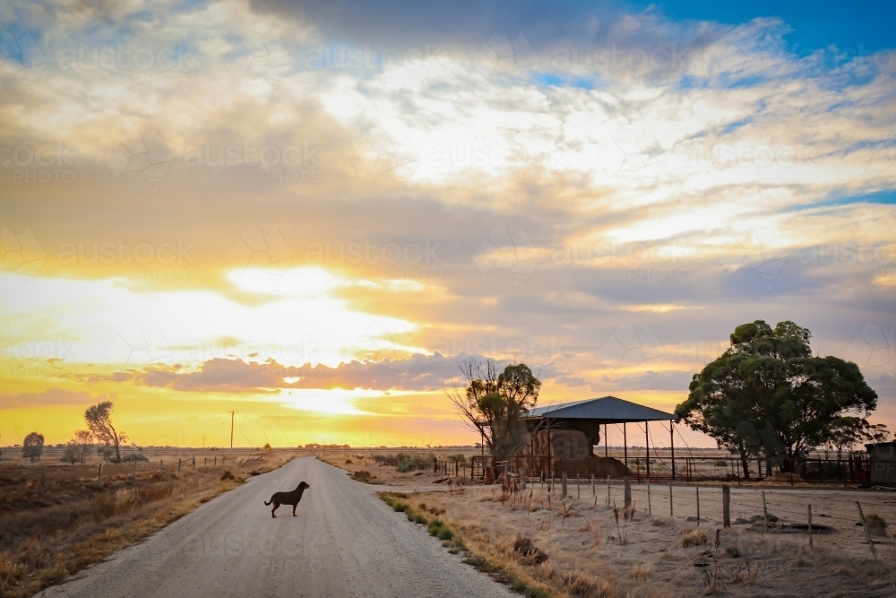 Rottweiler dog standing on rural country road with hay shed in background - Australian Stock Image