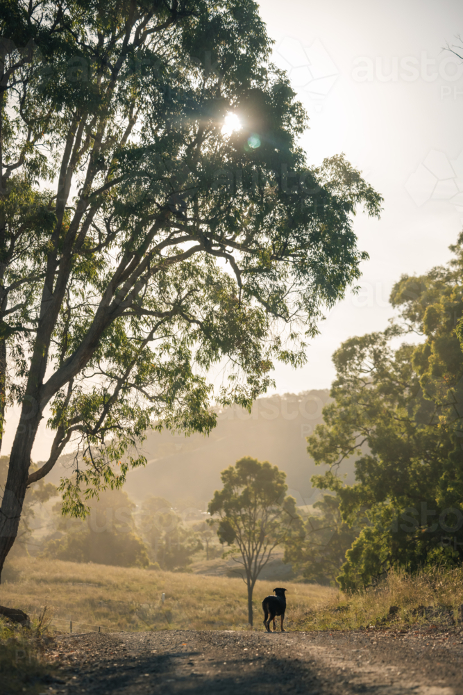 Rottweiler dog standing on rural dirt road in the Australian countryside in golden afternoon light - Australian Stock Image