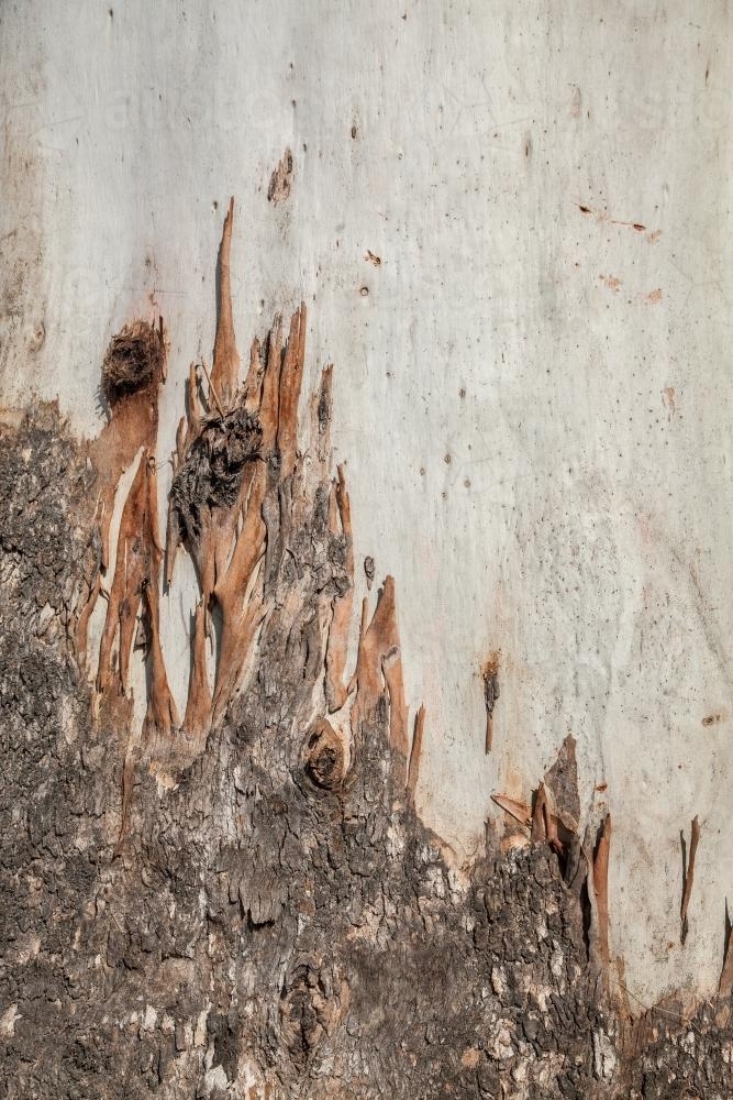 Rough and smooth textured bark of a gum tree - Australian Stock Image