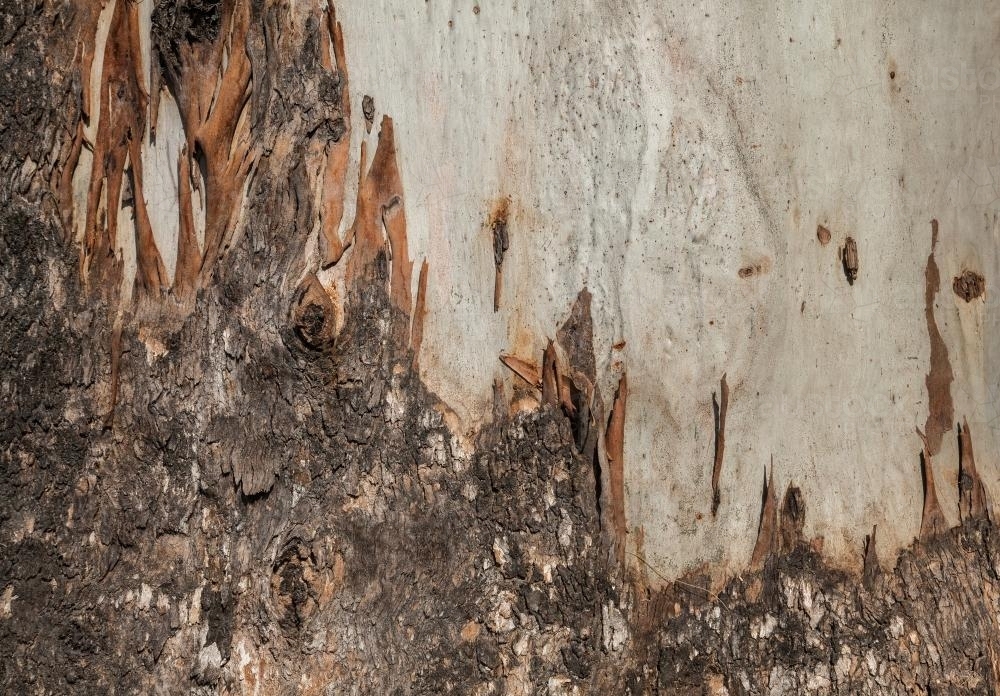 Rough and smooth textured bark of a gum tree - Australian Stock Image