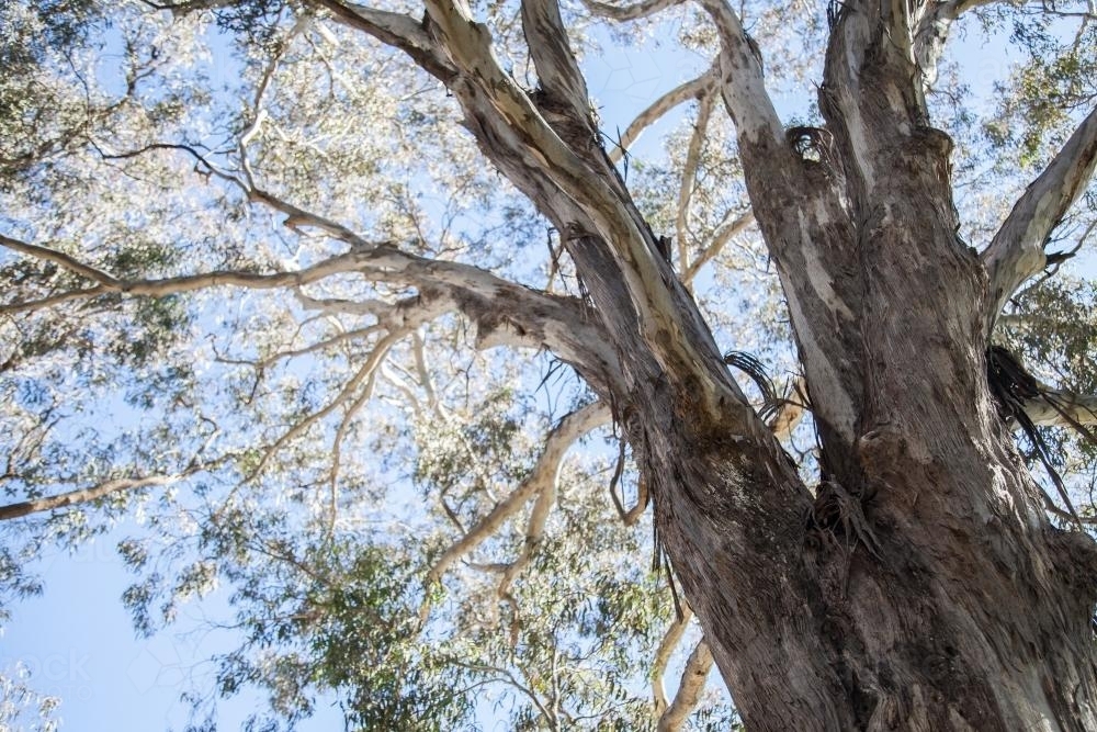 Rough grey trunk and spreading branches of a gum tree - Australian Stock Image
