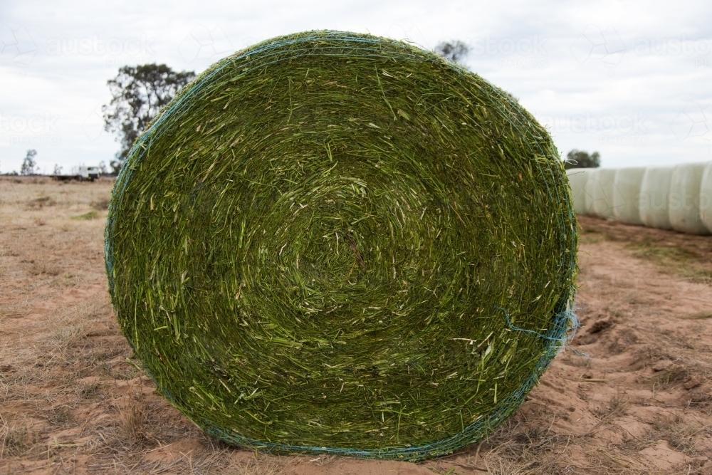 round bale of canola silage - Australian Stock Image