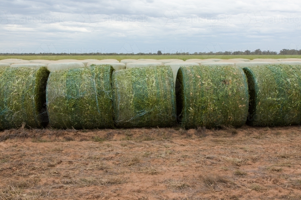 Round bales of canola silage lined up - Australian Stock Image