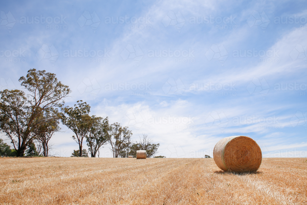 Round hay bales in a paddock - Australian Stock Image