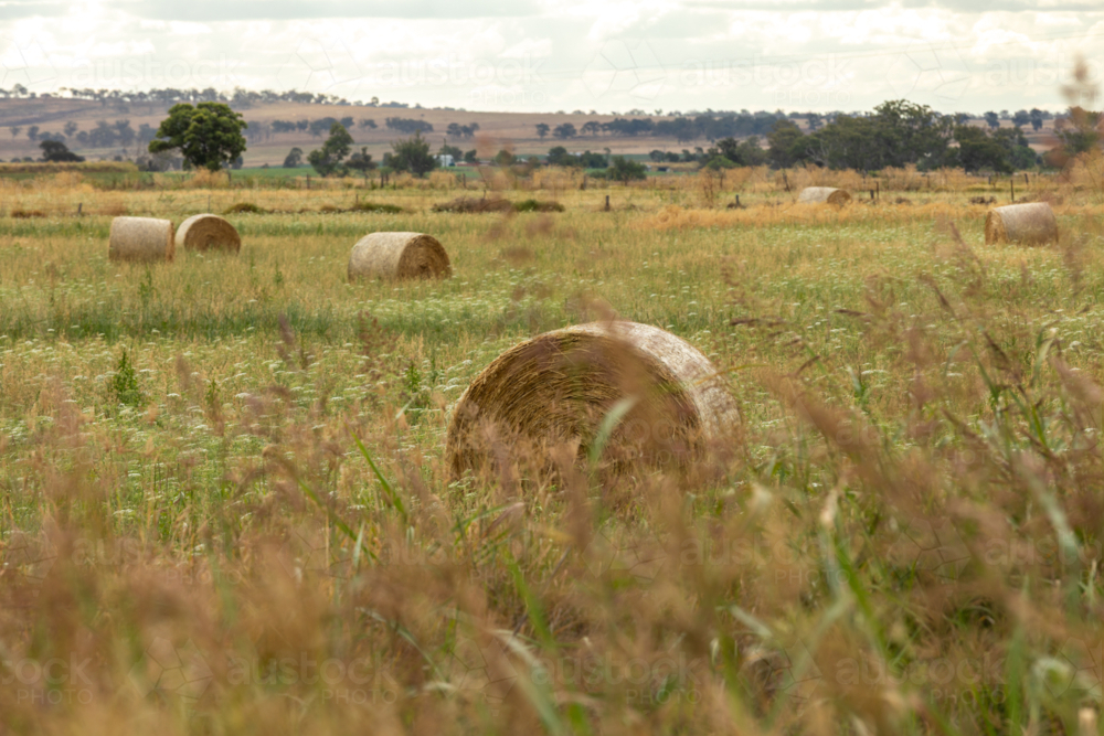 Round hay bales in rural paddock with long grasses in foreground - Australian Stock Image
