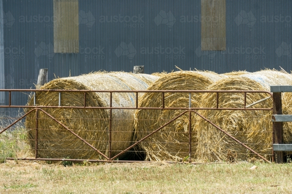 Round hay bales sit behind a gate in a farm yard - Australian Stock Image