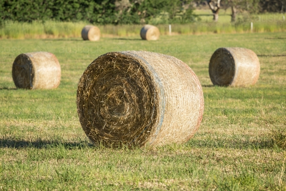 Round hay bales sitting in a green paddock - Australian Stock Image