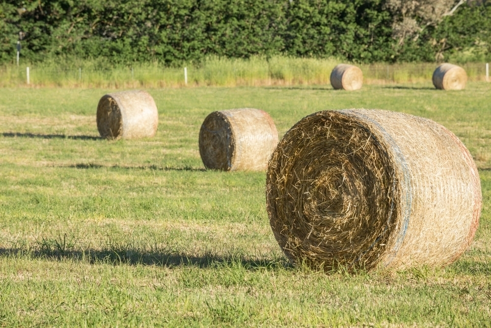 Round hay bales sitting in a green paddock - Australian Stock Image