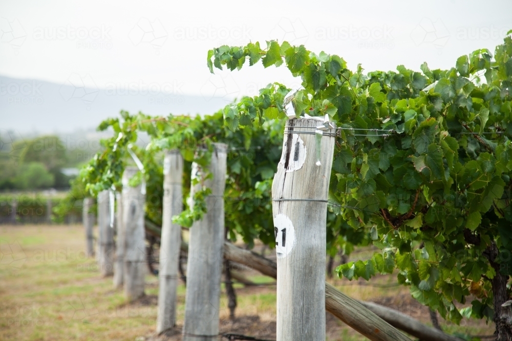 Row numbers in vineyard - Australian Stock Image
