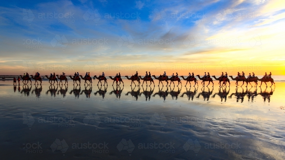 Row of camels and reflections walking along beach at sunset - Australian Stock Image