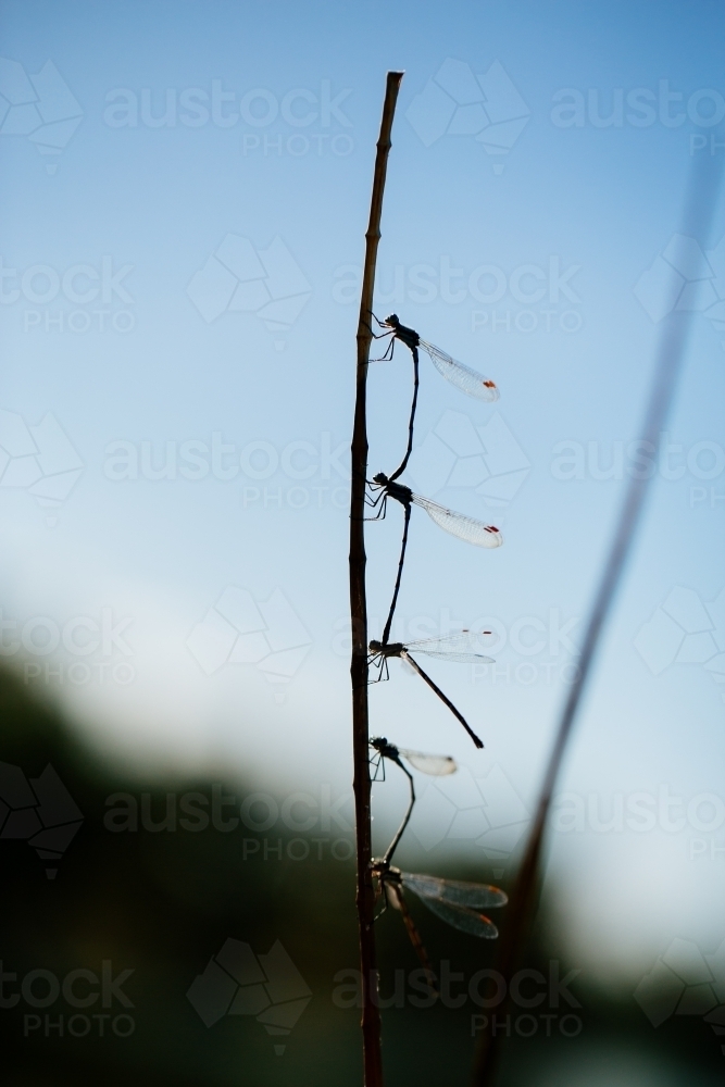 Row of dragonflies mating - Australian Stock Image